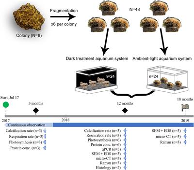 Simulating Bleaching: Long-Term Adaptation to the Dark Reveals Phenotypic Plasticity of the Mediterranean Sea Coral Oculina patagonica